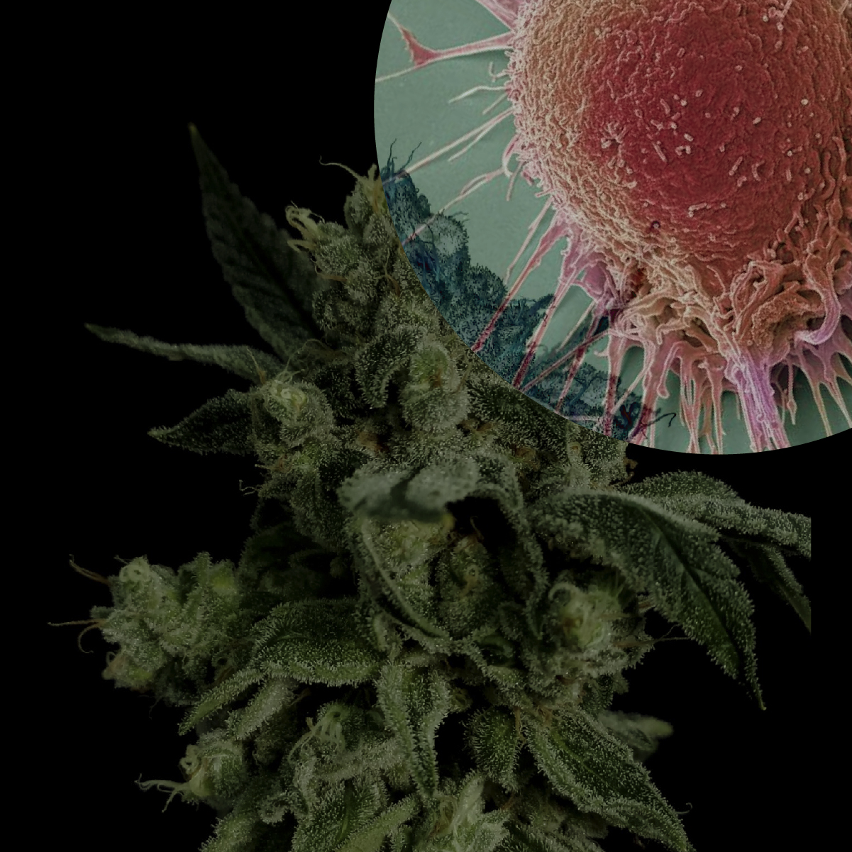 Cannabis y cáncer: qué dice la evidencia científica actual